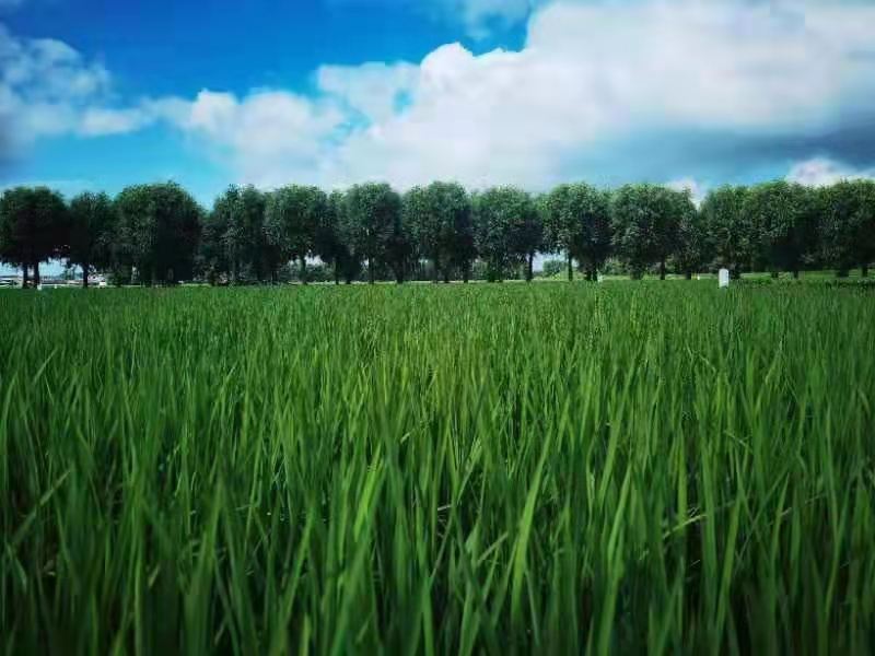 解碼寒地黑土上的農業(yè)振興——黑龍江省綏化市北林區科技興農調查