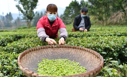 350家農業(yè)經(jīng)營(yíng)主體調查：春耕生產(chǎn)遭遇“三難”